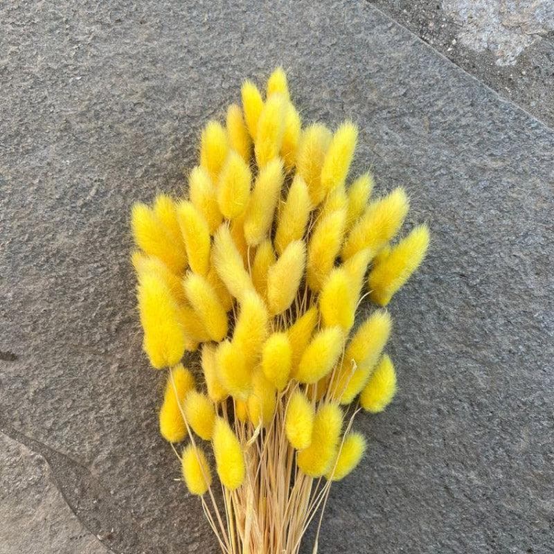 Buy Artificial Flowers - Naturally Dried Bunny Tail Stems (Yellow) - Set Of Fifty at Vaaree online
