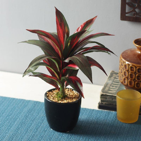 Buy Artificial Plants - Faux Dracaena Bonsai - Red at Vaaree online