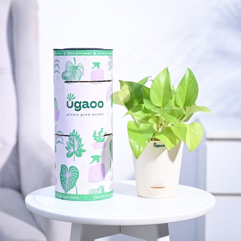 Plants
