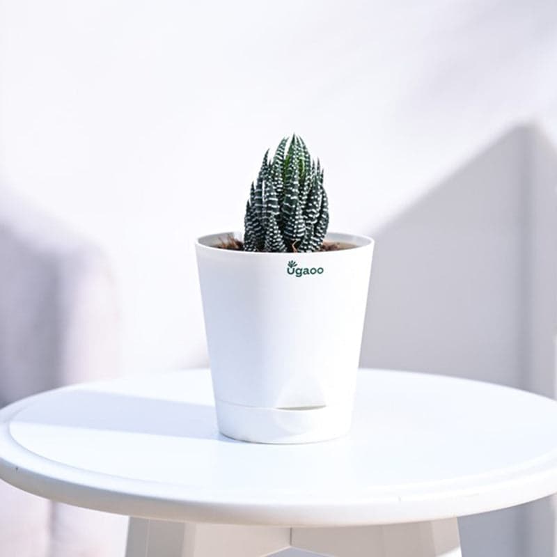 Plants
