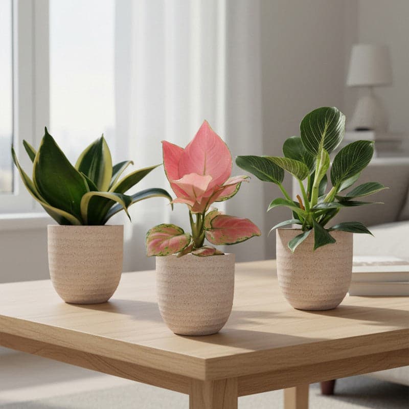 Indoor Plants