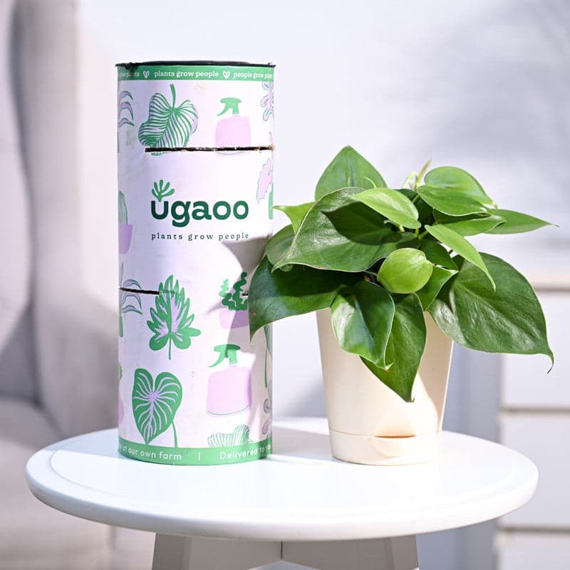 Plants