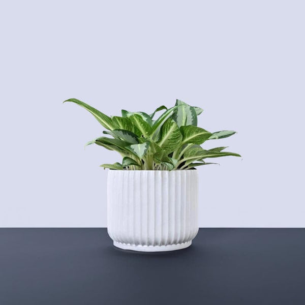 Buy Ugaoo Phoenix Ceramic Pot (21 CM) - White Pots & Planters from Vaaree