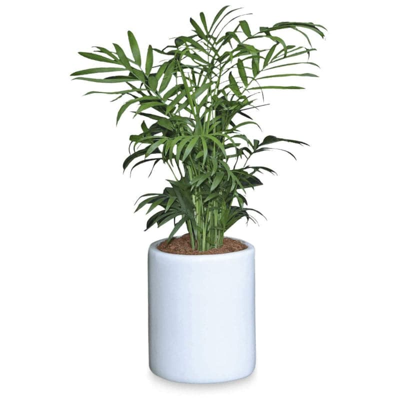 Buy Ugaoo Lilac Stories Ceramic Pot (10 CM) - White Pots & Planters from Vaaree