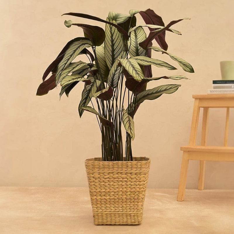 Buy Ugaoo Seagrass Planter - 24 CM Pots & Planters from Vaaree