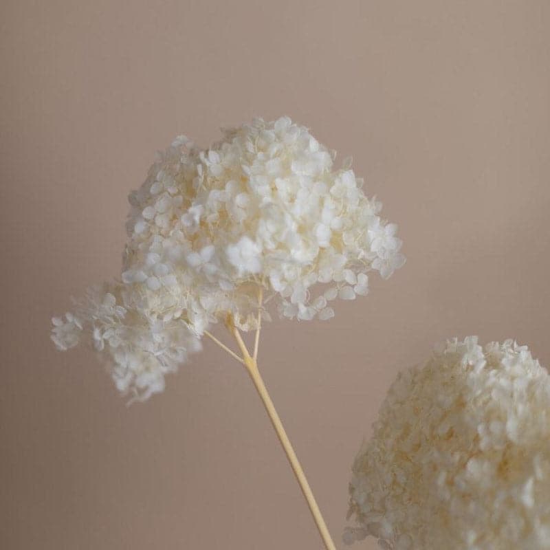 Buy Naturally Dried Hydrangea Flower Bunch - White Artificial Flowers from Vaaree