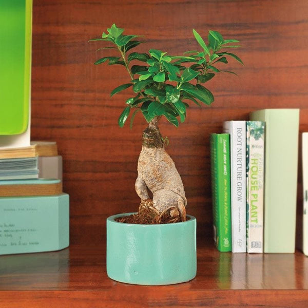 Buy Ugaoo Lilac Stories Ceramic Pot (13.5 CM) - Aqua Green Pots & Planters from Vaaree