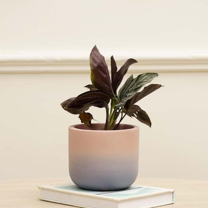 Buy Ombresque Planter - Pink at Vaaree online | Beautiful Pots & Planters to choose from