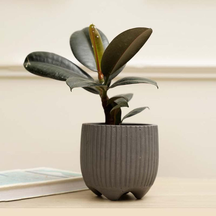 Buy French Madeleine Planter - Slate at Vaaree online | Beautiful Pots & Planters to choose from