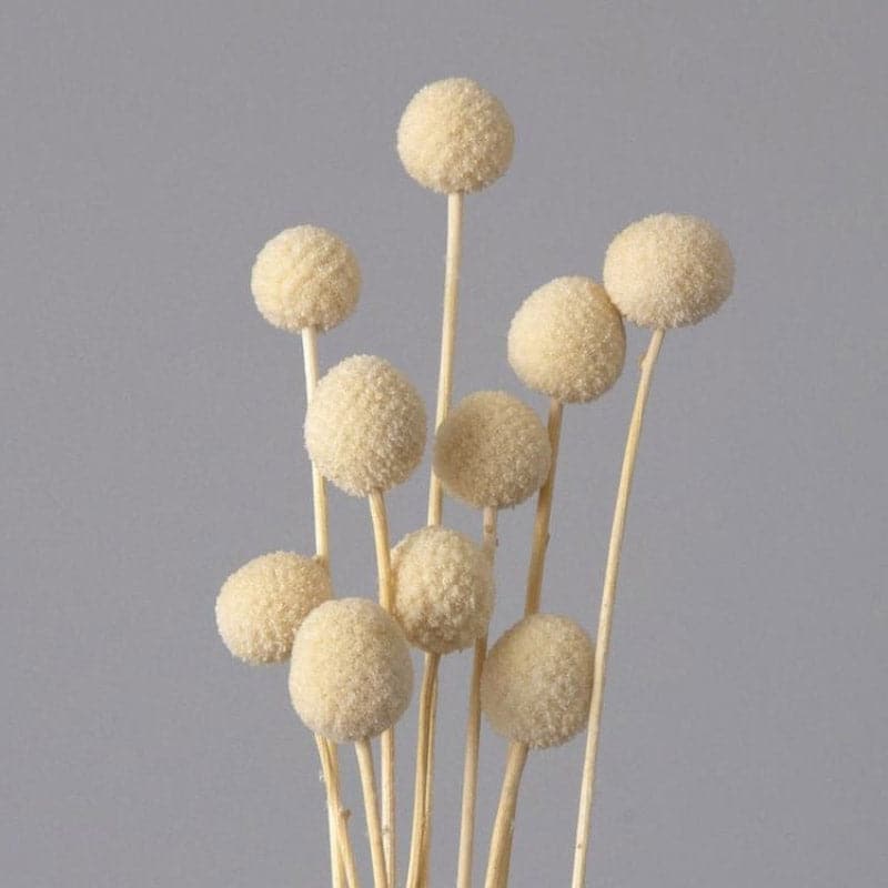 Buy Naturally Dried White Billy Ball Flower Bunch - Set Of Ten Artificial Flowers from Vaaree