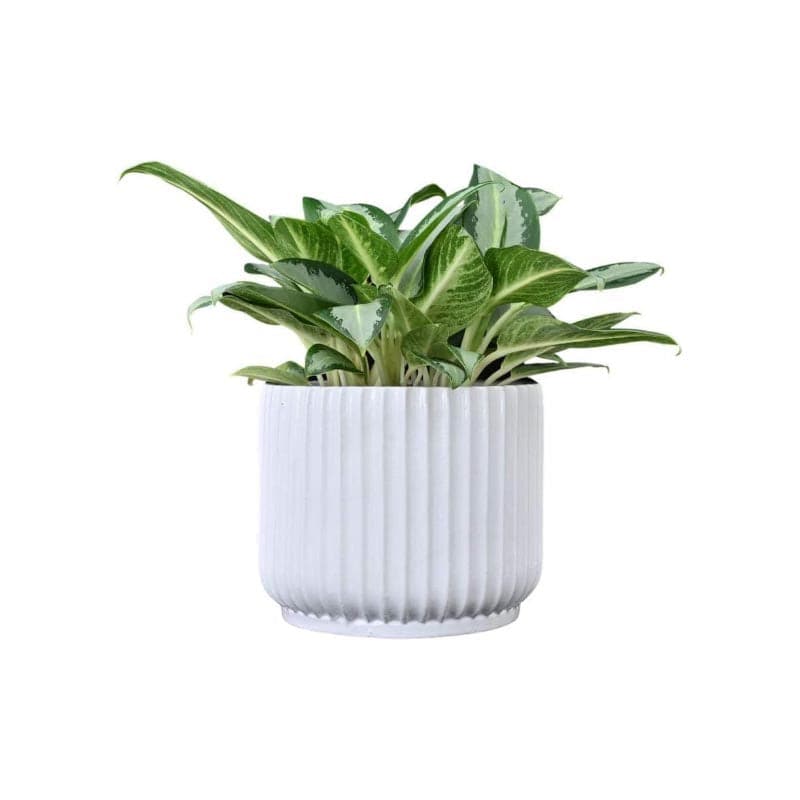 Buy Ugaoo Phoenix Ceramic Pot (21 CM) - White Pots & Planters from Vaaree