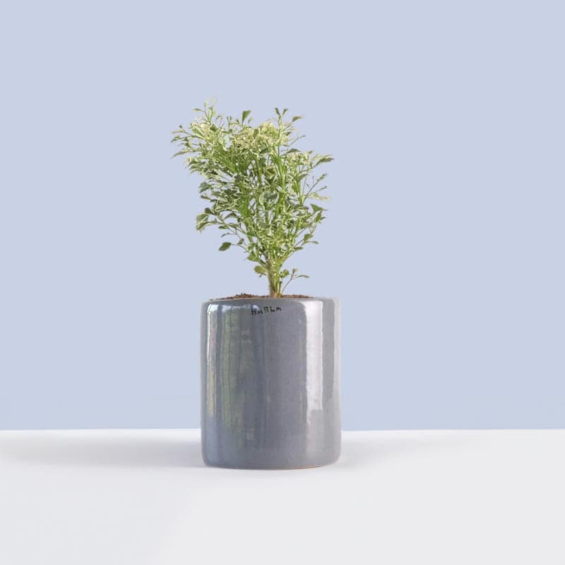 Buy Ugaoo Lilac Stories Ceramic Pot (10 CM) - Grey Pots & Planters from Vaaree