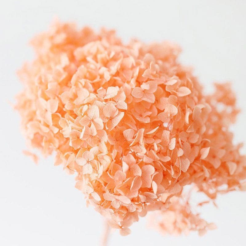 Buy Naturally Dried Hydrangea Flower Bunch - Peach Artificial Flowers from Vaaree