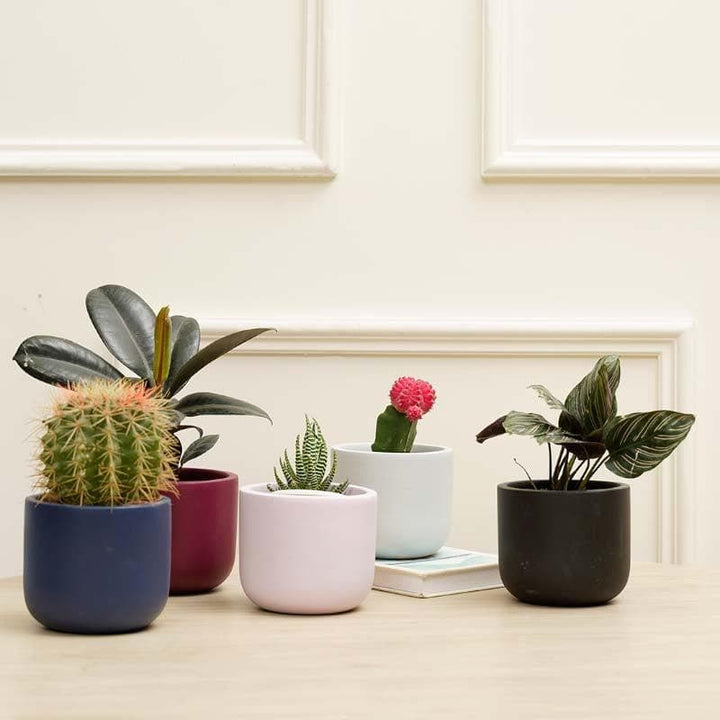 Buy Oh-So Cute Planters - Set Of Five at Vaaree online | Beautiful Pots & Planters to choose from