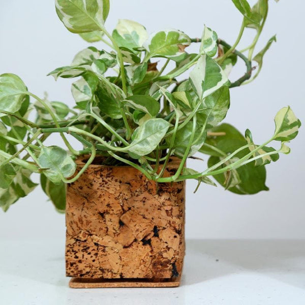 Buy Cork Cozy Corner Planter at Vaaree online | Beautiful Pots & Planters to choose from