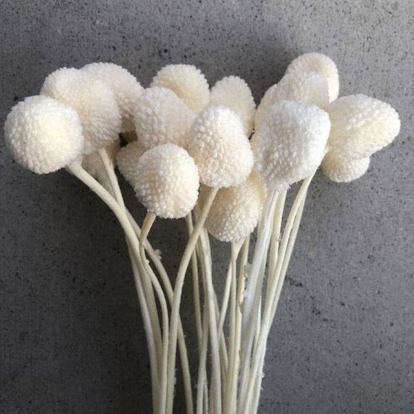 Buy Naturally Dried White Billy Ball Flower Bunch - Set Of Ten Artificial Flowers from Vaaree