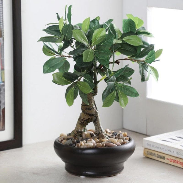 Buy Faux Ficus Bonsai In Ceramic Pot - Green at Vaaree online | Beautiful Artificial Plants to choose from