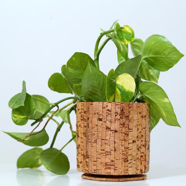 Buy Corkscape Garden Planter at Vaaree online | Beautiful Pots & Planters to choose from