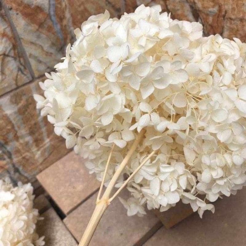 Buy Naturally Dried Hydrangea Flower Bunch - White Artificial Flowers from Vaaree