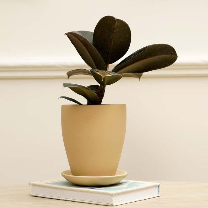 Buy Easy-Peasy Planter - Beige at Vaaree online | Beautiful Pots & Planters to choose from