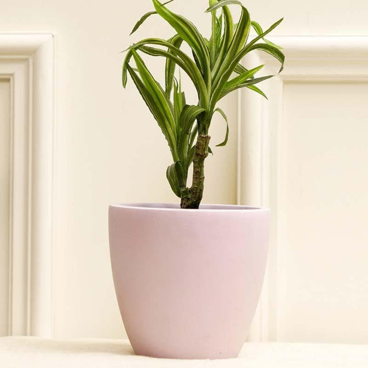 Buy Mebu Planter at Vaaree online | Beautiful Pots & Planters to choose from