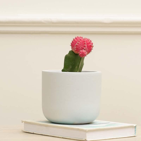 Buy Oh-So Cute Planter- Sky Blue at Vaaree online | Beautiful Pots & Planters to choose from