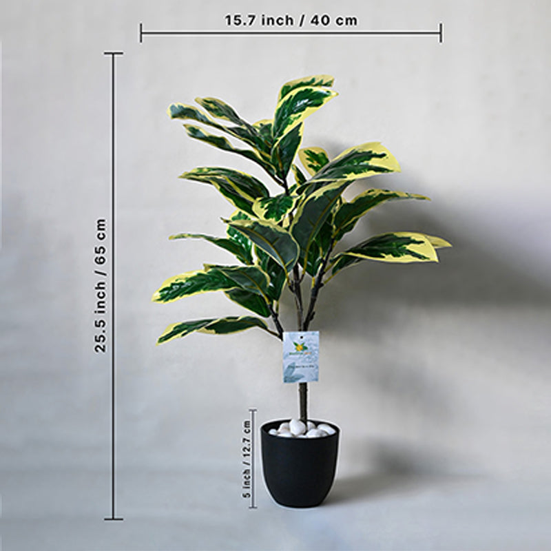 Buy Faux Everlasting Pisonia Alba Plant With Pot - 2.5 Feet Artificial Plants from Vaaree