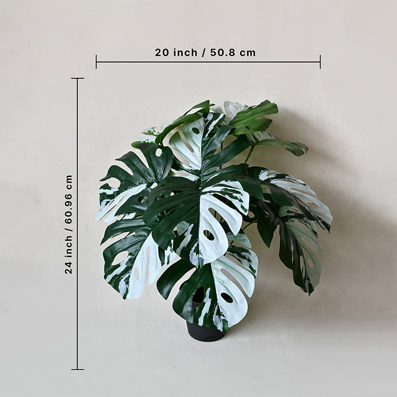 Buy Faux Everlasting Albo Monstera Plant With Pot - 2.0 Feet Artificial Plants from Vaaree