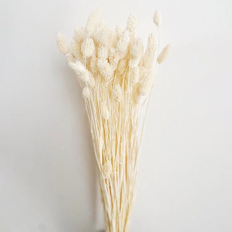 Buy Dried Phalaris Flower Stick (White) - Set of Thirty Artificial Flowers from Vaaree