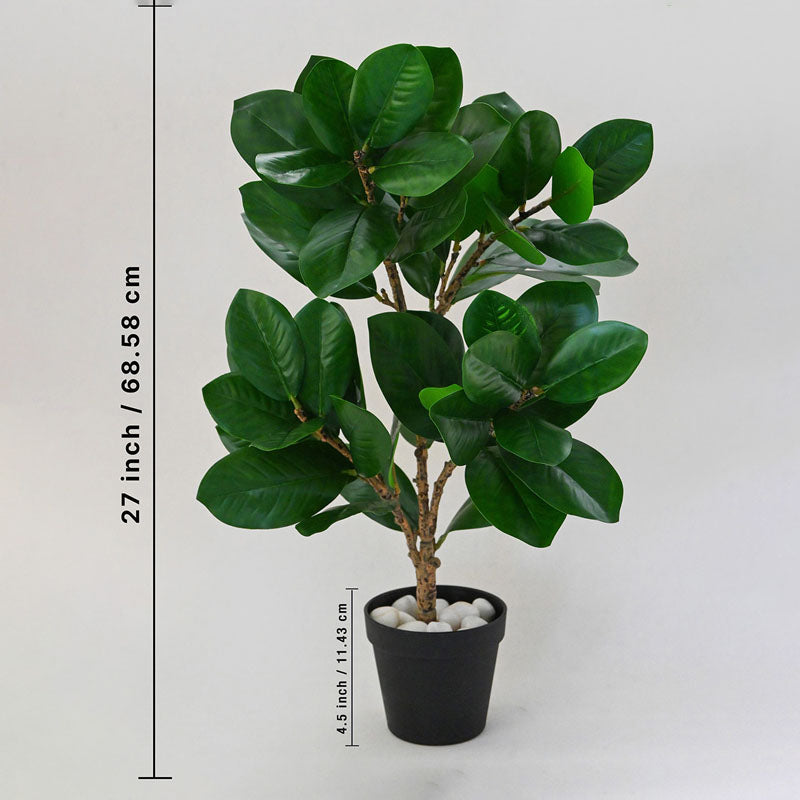 Buy Faux Ever lasting Fig Plant With Pot - 2.3 Feet Artificial Plants from Vaaree