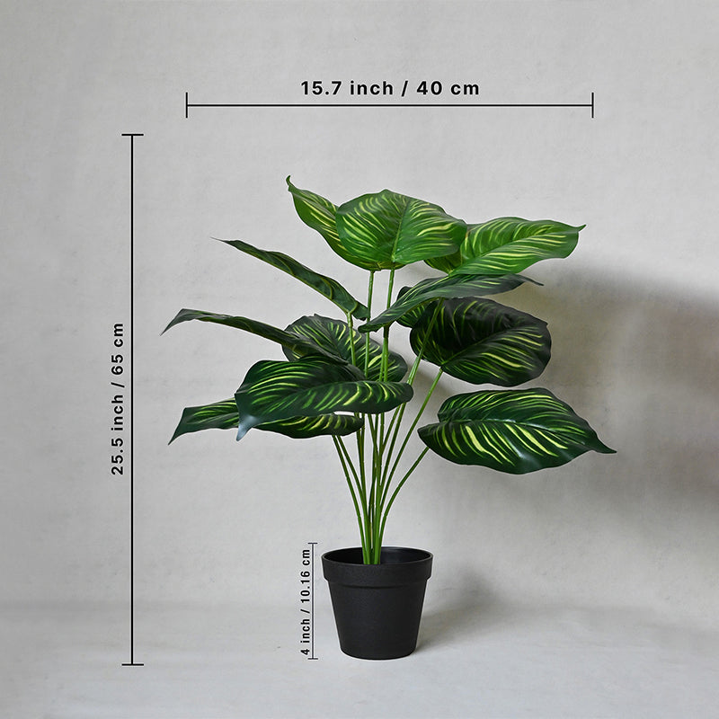 Buy Faux Everlasting Calathea Orbifolia Plant With Pot - 2.2 Feet Artificial Plants from Vaaree