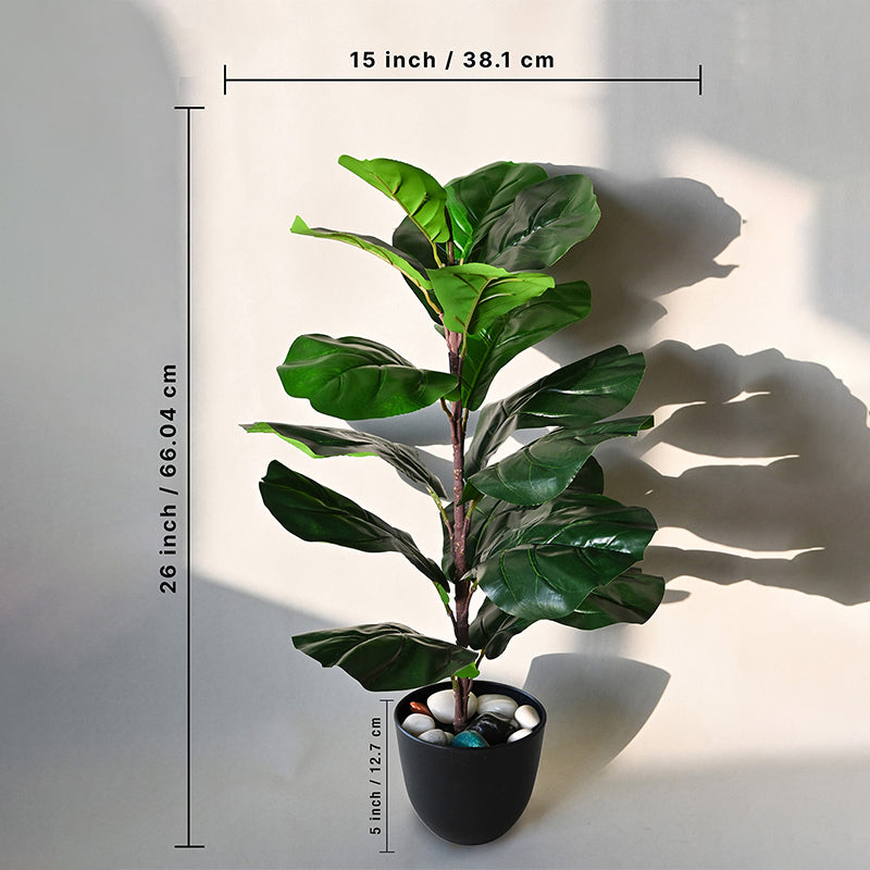 Buy Faux Ever lasting Fiddle-Leaf Fig Plant With Pot - 2.2 Feet Artificial Plants from Vaaree