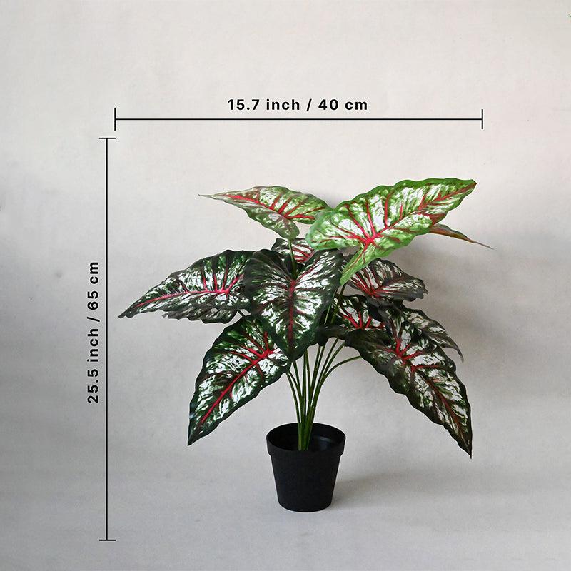 Buy Faux Everlasting Tropical Caladium Plant With Pot - 2.2 Feet Artificial Plants from Vaaree