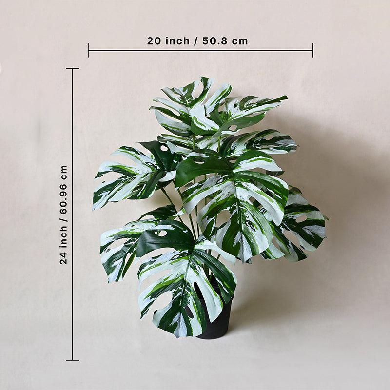 Buy Faux Everlasting Monstera Plant With Pot - 2.0 Feet Artificial Plants from Vaaree