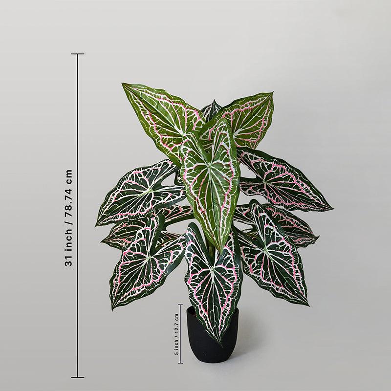 Buy Faux Everlasting Red Flash Caladium Plant With Pot - 2.6 Feet Artificial Plants from Vaaree