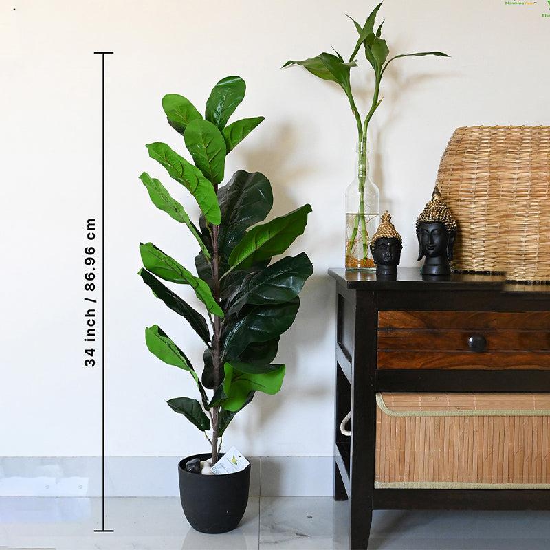 Buy Faux Everlasting Fiddle-Leaf Fig Plant With Pot - 2.9 Feet Artificial Plants from Vaaree