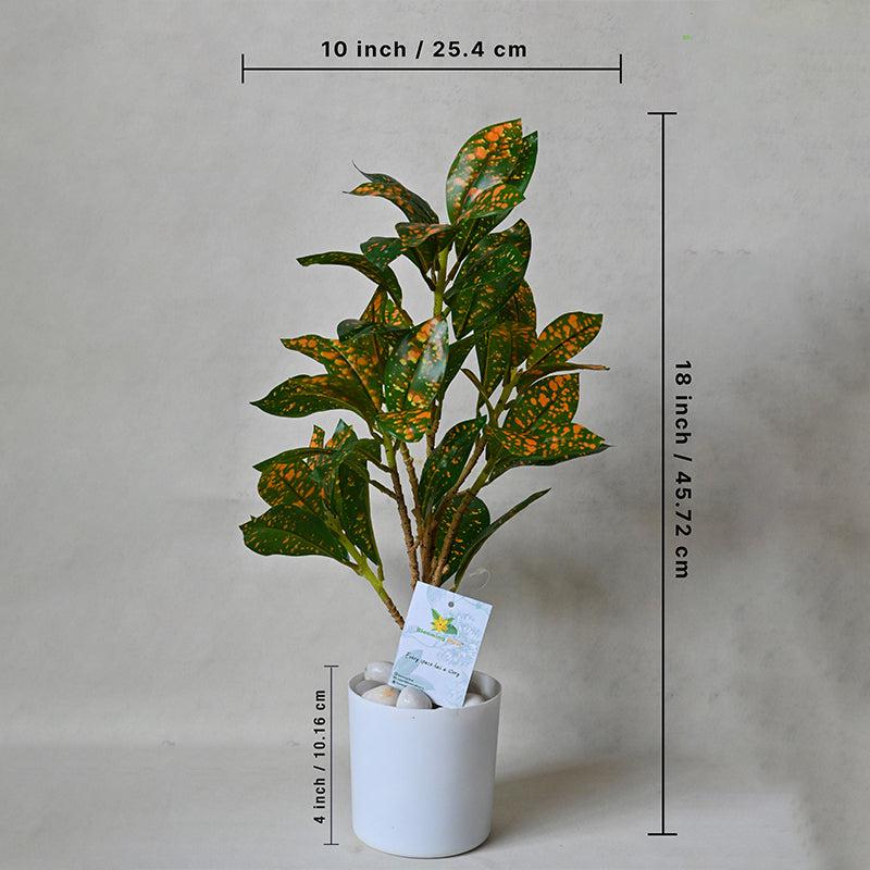 Buy Faux Everlasting Dracaena surculosa Plant With Pot - 46 Cms Artificial Plants from Vaaree