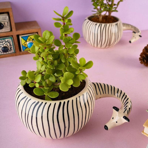 Buy Zebra Zola Planter Pots & Planters from Vaaree