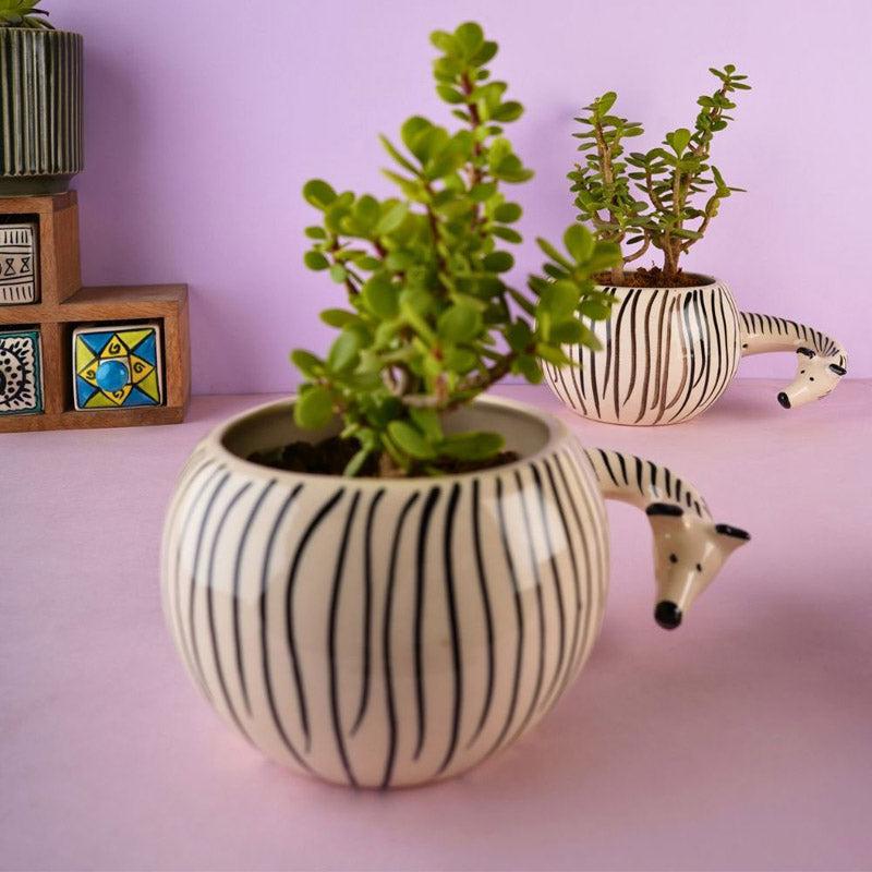 Buy Zebra Zola Planter Pots & Planters from Vaaree