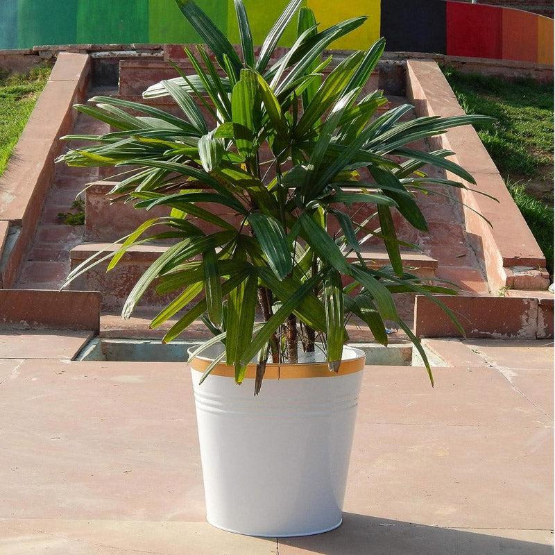 Buy Nishma Golden Planter Pots & Planters from Vaaree