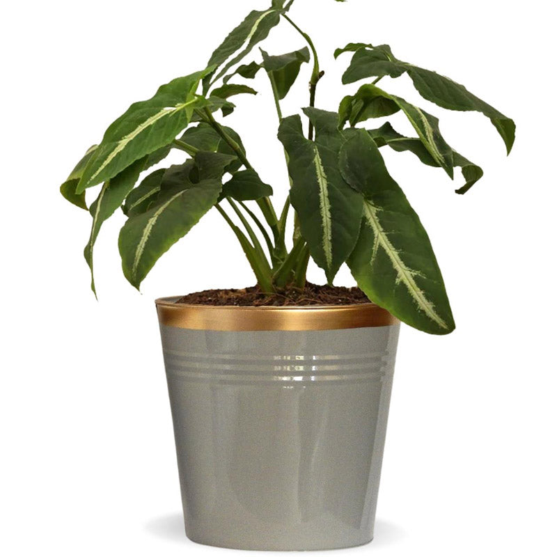 Buy Anira Grey Planter Pots & Planters from Vaaree