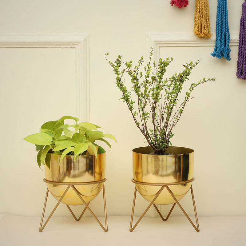 Buy Nuksa Zig Zag Planter (Gold) - Set Of Two Pots & Planters from Vaaree