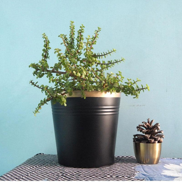 Buy Anira Black Planter Pots & Planters from Vaaree