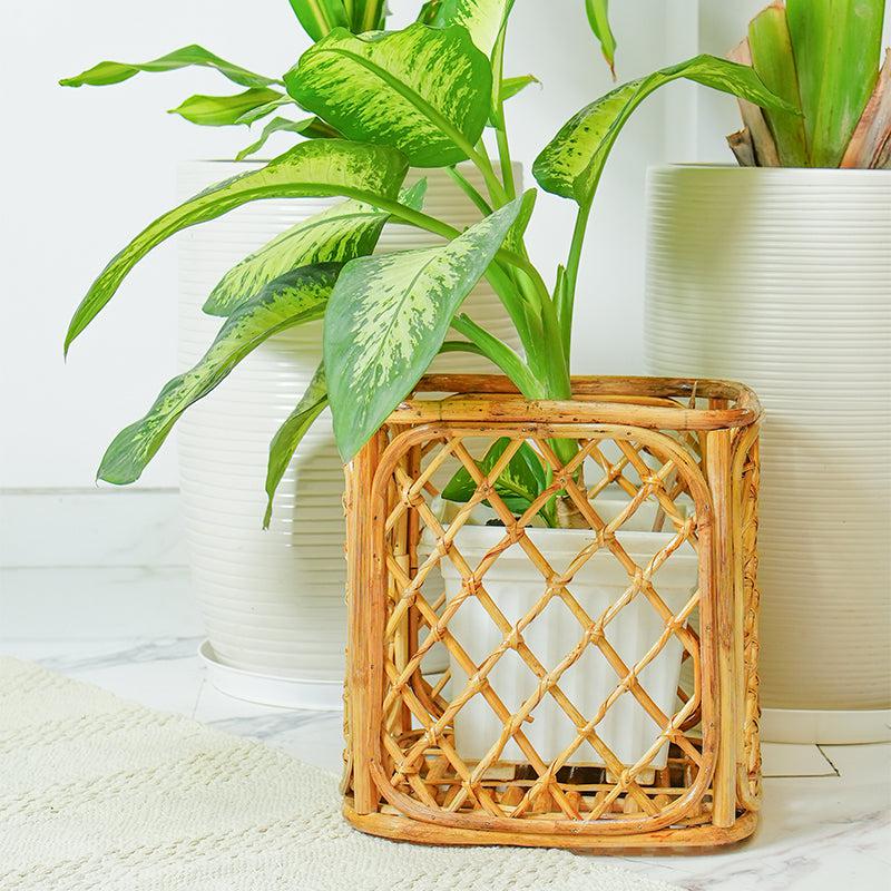 Buy Arvo Handmade Rattan Planter Pots & Planters from Vaaree