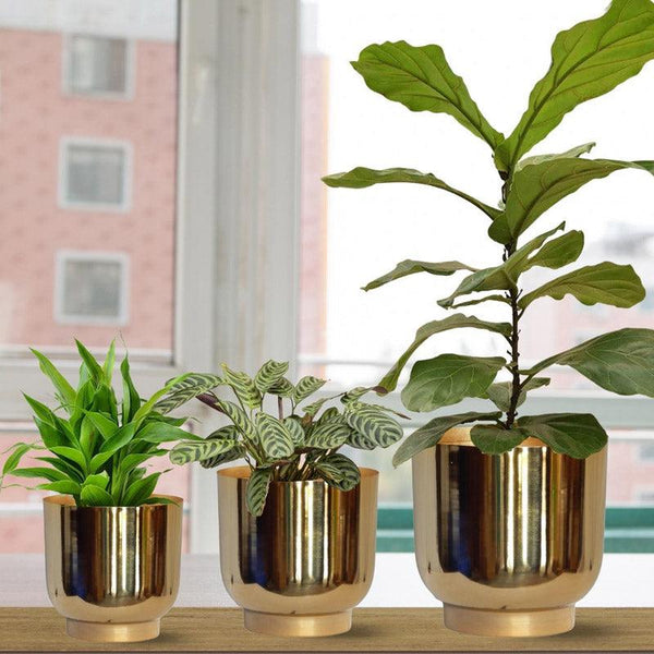 Buy Nishma Golden Planter - Set Of Three Pots & Planters from Vaaree