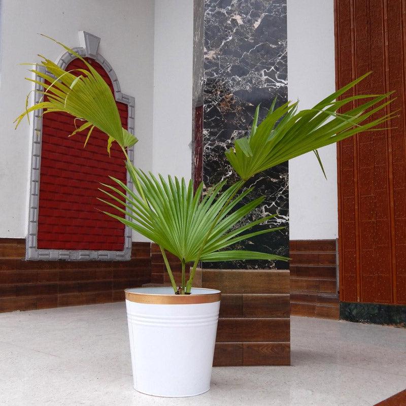 Buy Nishma Golden Planter Pots & Planters from Vaaree