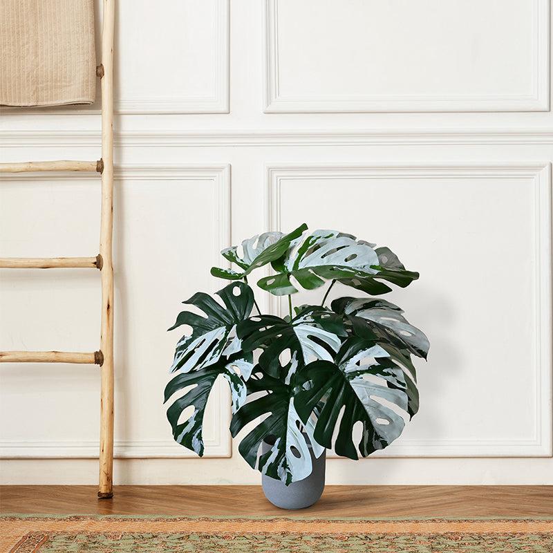 Buy Faux Everlasting Albo Monstera Plant With Pot - 2.0 Feet Artificial Plants from Vaaree