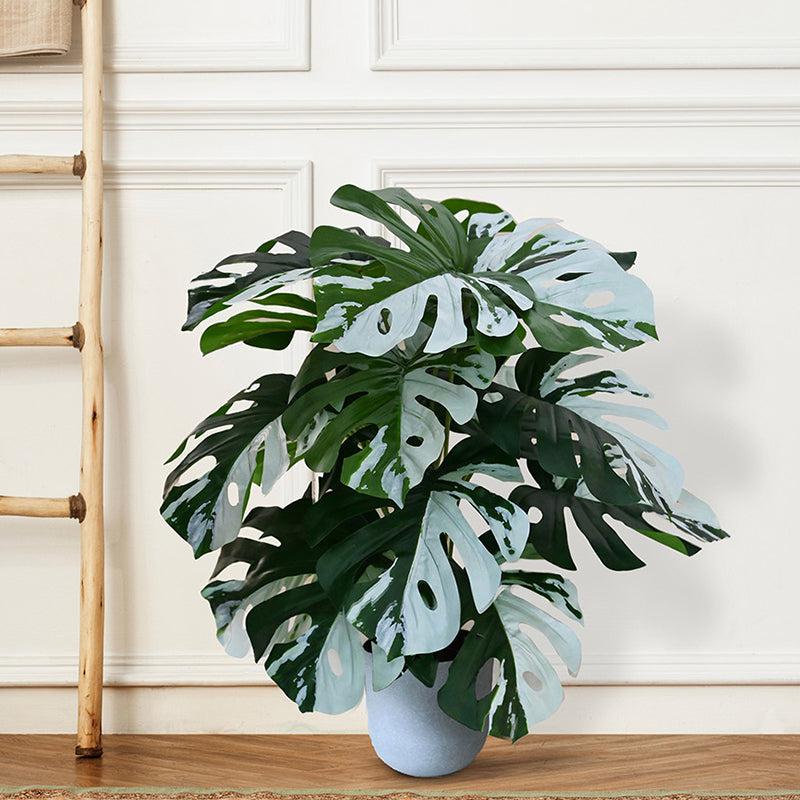 Buy Faux Everlasting Monstera Plant With Pot - 2.6 Feet Artificial Plants from Vaaree