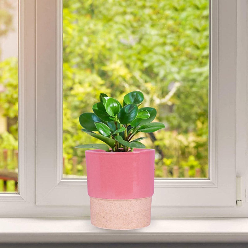 Buy Abinsha Ceramic Pot - Pink Pots & Planters from Vaaree