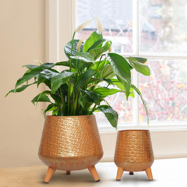 Buy Ashi Metal Planter - Set Of Two Pots & Planters from Vaaree